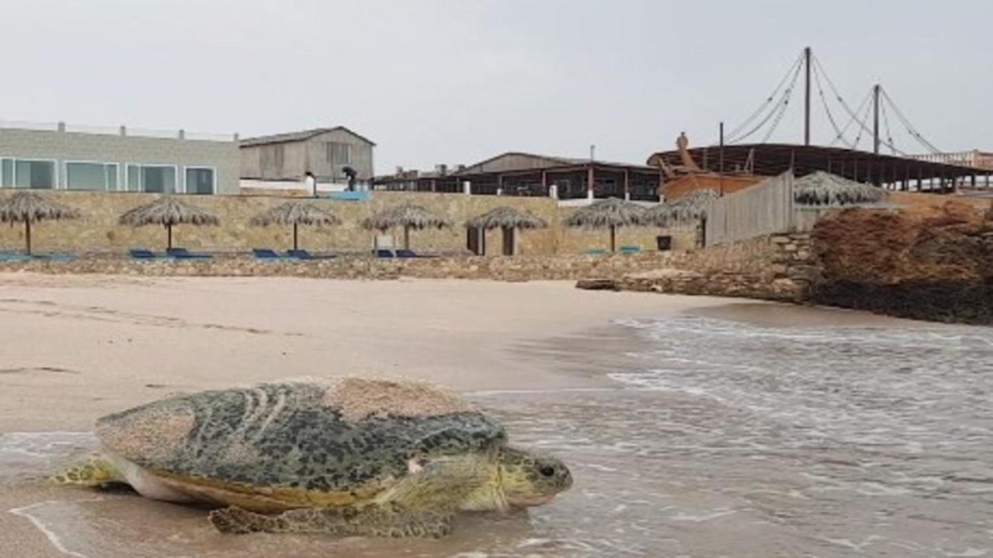 Turtle Beach Resort Ras al Hadd Esterno foto